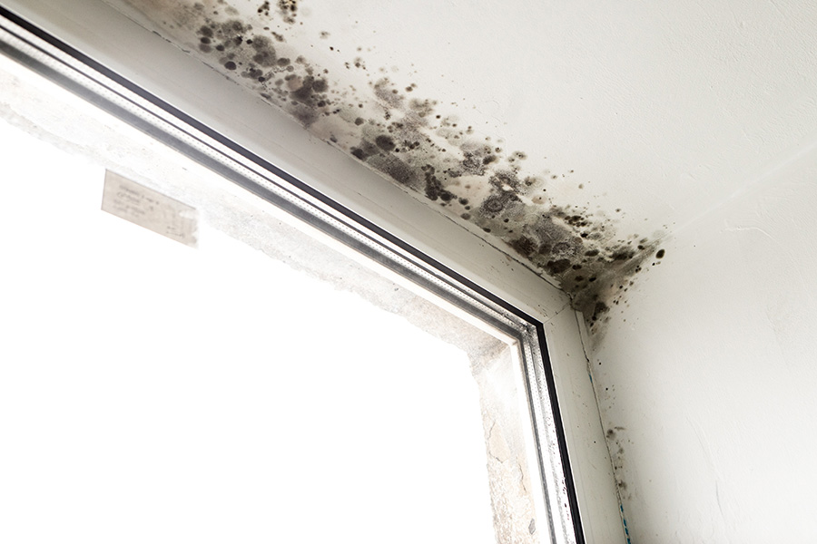 seattle water damage restoration mold